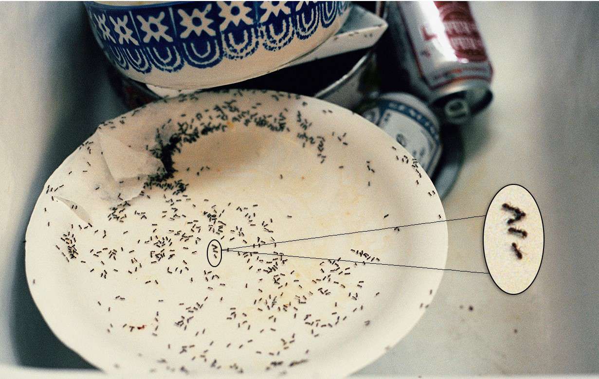 Suurennettu lähikuva ryömivistä muurahaisista Photoshopilla tehdyllä lautasella