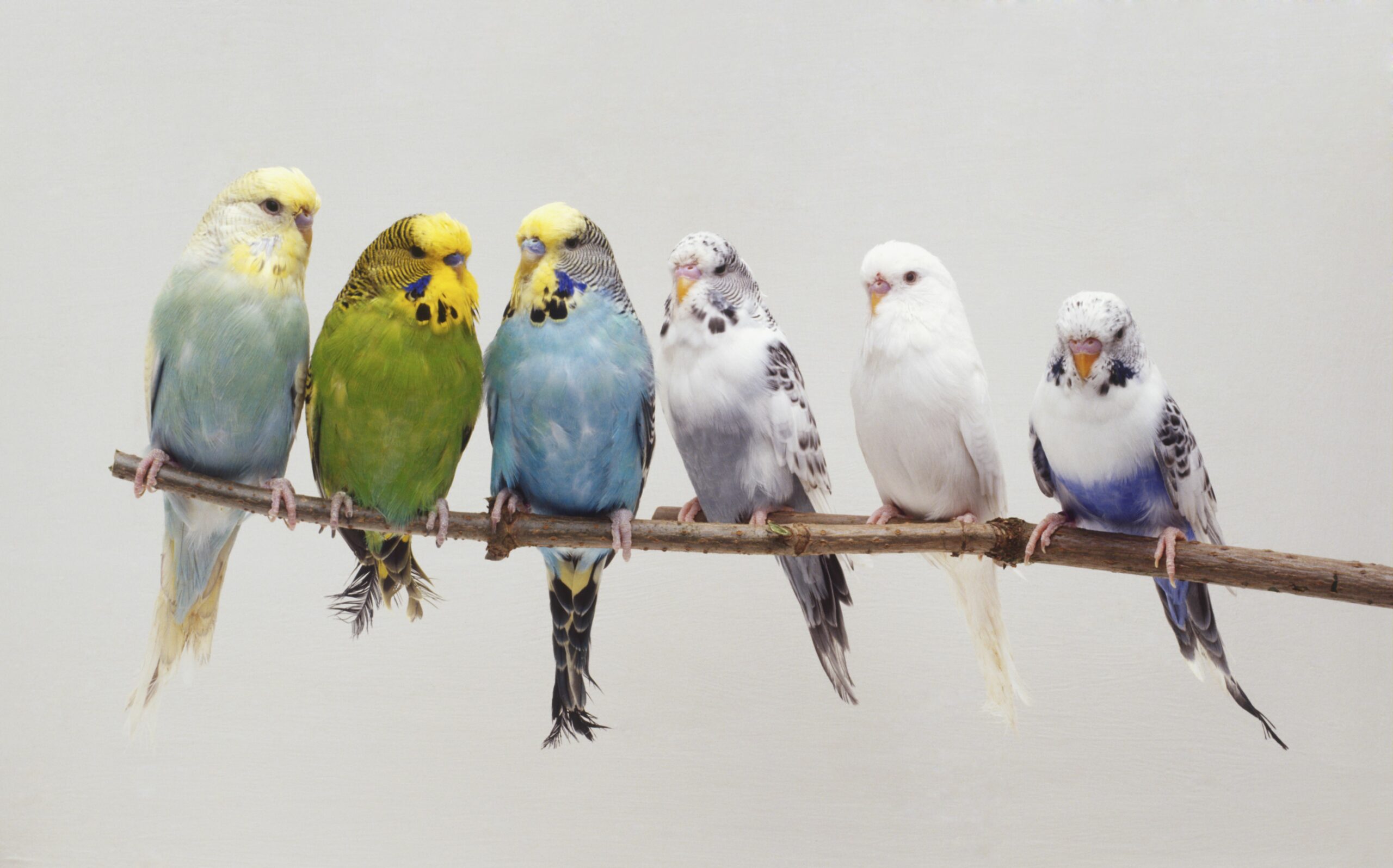 six budgerigars melopsittacus undulatus perching side by side on a twig front view 75376450 57ffe3ad5f9b5805c2b058ac scaled