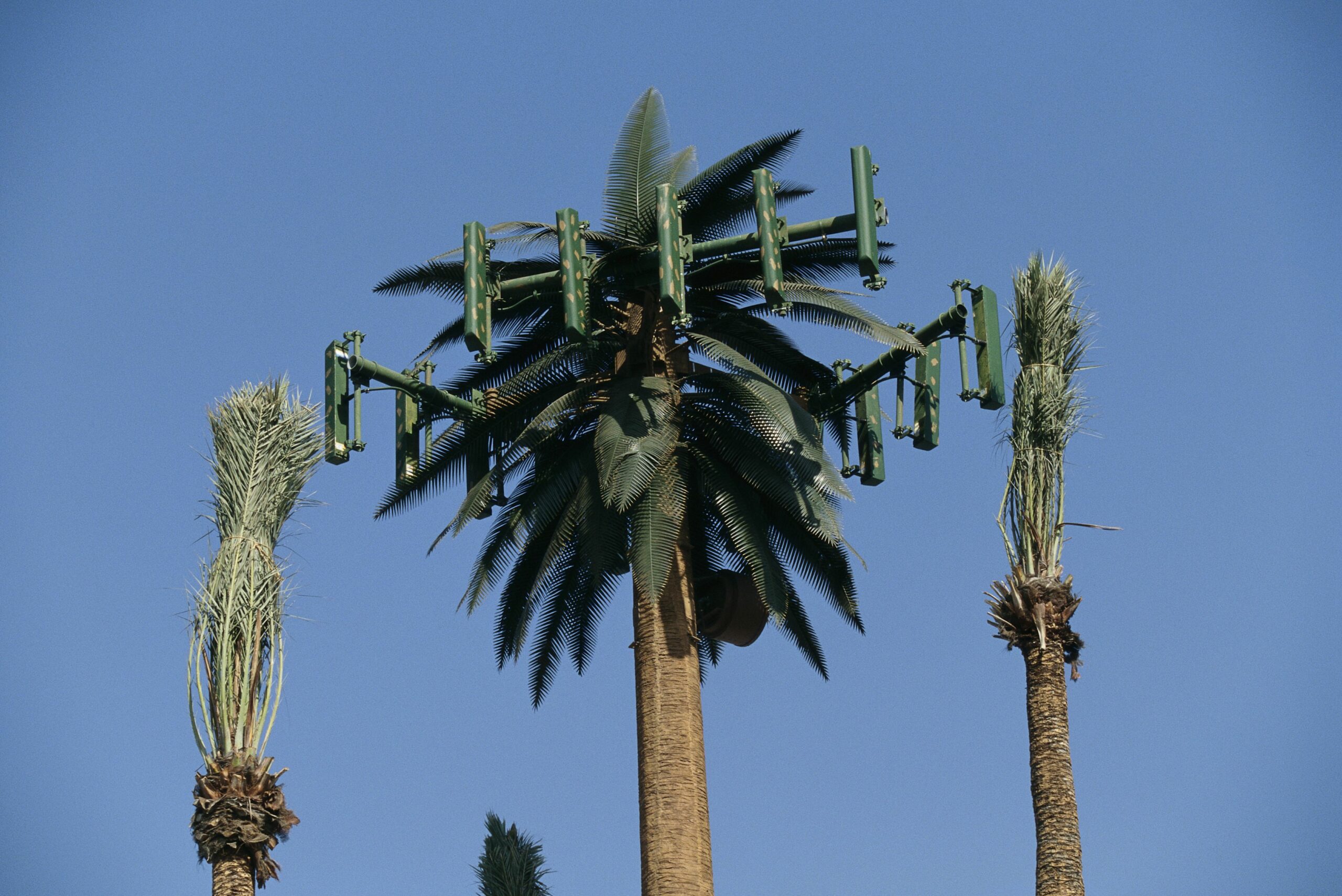 cellular antenna and palm trees 534269410 5a0b256f22fa3a0036c08d82 scaled