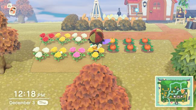 Animal Crossing -kukkapenkki riveissä jalostukseen