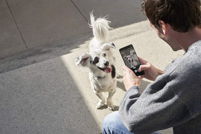 Mies käyttää Pixel 3 XL:ää ottamaan valokuvan koirasta