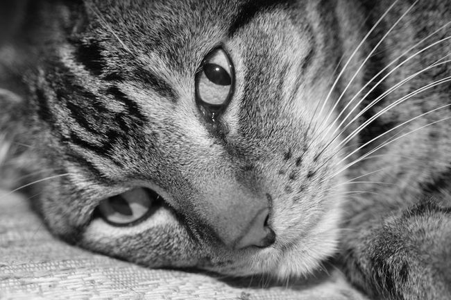 Mustavalkoinen kuva tabby-kissasta