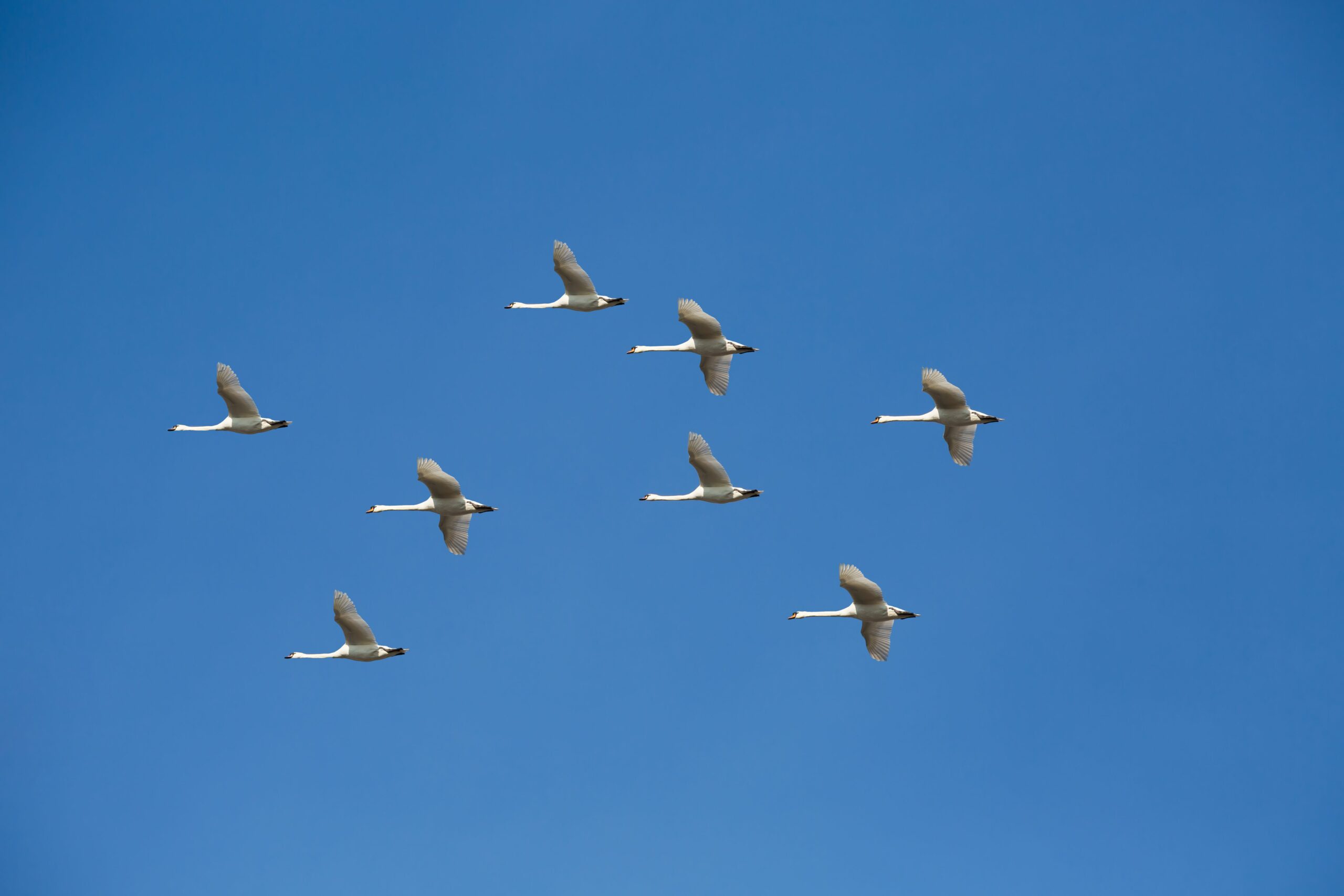 swans in the sky 925688950 5b1e59ed43a10300361f0cff scaled