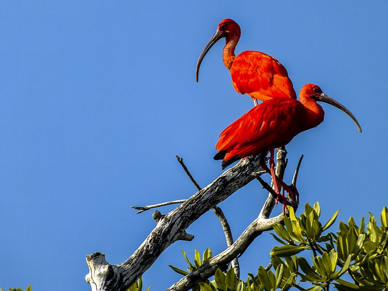 Corocora Parque Nacional Morrocoy 597e330a685fbe00115260c7